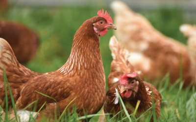 Convocatoria laboral – Gallinas ponedoras