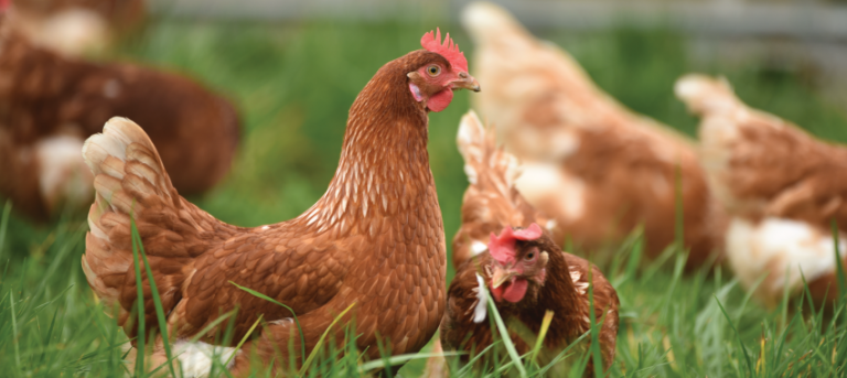 Grupo de gallinas en el césped